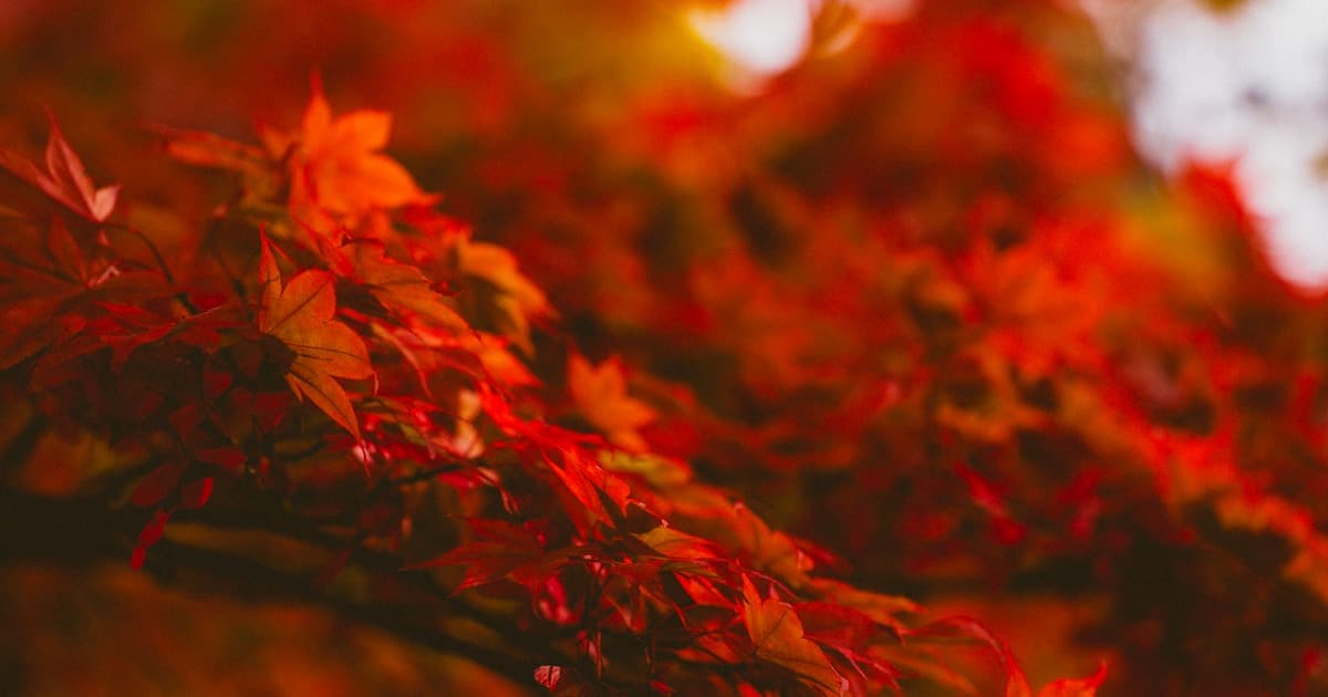 Decoding Foot Locker Stock Performance: Analysis, Trends, and Investor Strategy