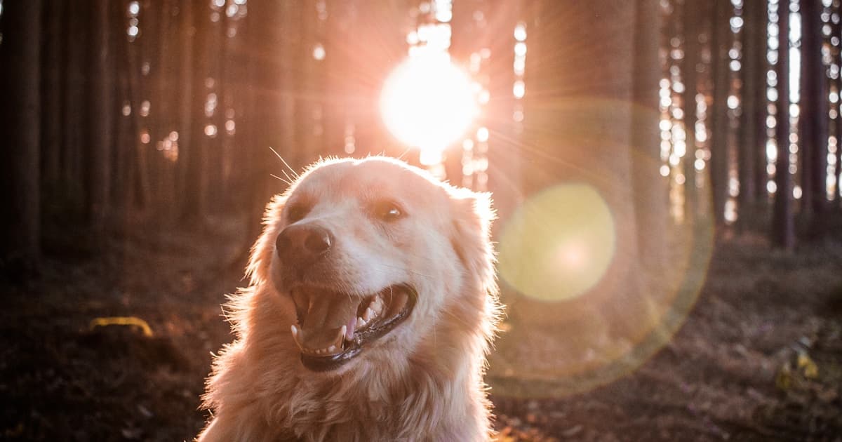 Decoding the Hype: A Professional Guide to Analyzing "bluesky stock"